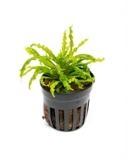 Pogostomon Helferi (Single Plant Pot)