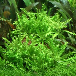 Pogostomon Helferi (Single Plant Pot)