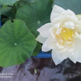 Red commandar and peony fairy lotus tuber combo ( 2 tubers)