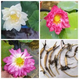 Red commandar and peony fairy lotus tuber combo ( 2 tubers)