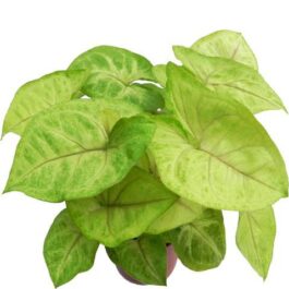 Syngonium podophyllum ‘Gold Allusion’ | Arrowhead Plant