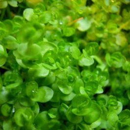 Hemiantus Umbrosum (Pot/ large patch)