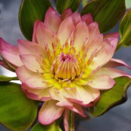 Orange,purple and white Nangwank water lily tuber combo (3 tubers)