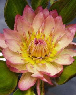 Orange,purple and white Nangwank water lily tuber combo (3 tubers)