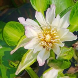 Orange,purple and white Nangwank water lily tuber combo (3 tubers)