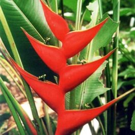 Heliconia Lobster Claw (single plant)