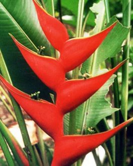Heliconia Lobster Claw (single plant)