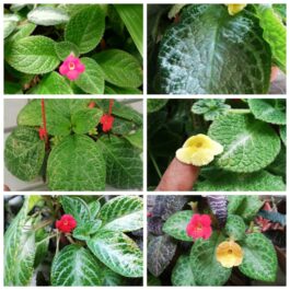 Episcia combo ( 20 varieties)