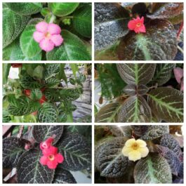 Episcia combo ( 20 varieties)