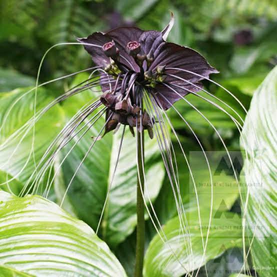 Bat flower plant (3 plant combo) - Image 3