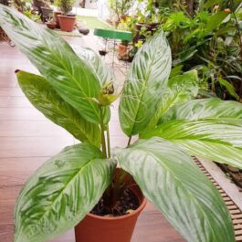 Bat flower plant (3 plant combo)