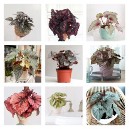 Begonia Combo (20 varieties)