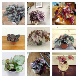 Begonia Combo (20 varieties)