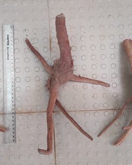 Drift wood /Aquascaping wood (large size)