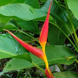 Heliconia Dwarf Jamaica (single plant)