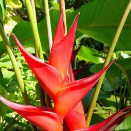 Heliconia Dwarf Jamaica (single plant)