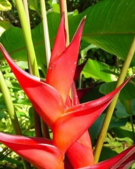 Heliconia Dwarf Jamaica (single plant)