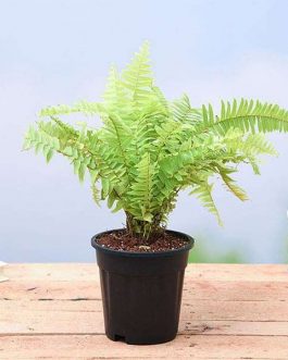 Nephrolepis exaltata aurea/ Golden Fern/ Pivla Fern (Single Plant)