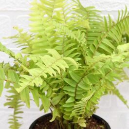 Nephrolepis exaltata aurea/ Golden Fern/ Pivla Fern (Single Plant)