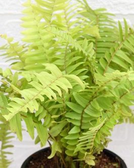 Nephrolepis exaltata aurea/ Golden Fern/ Pivla Fern (Single Plant)