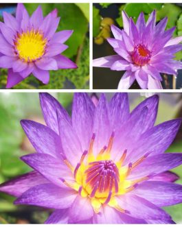 Water lily begginers combo (3 plants)