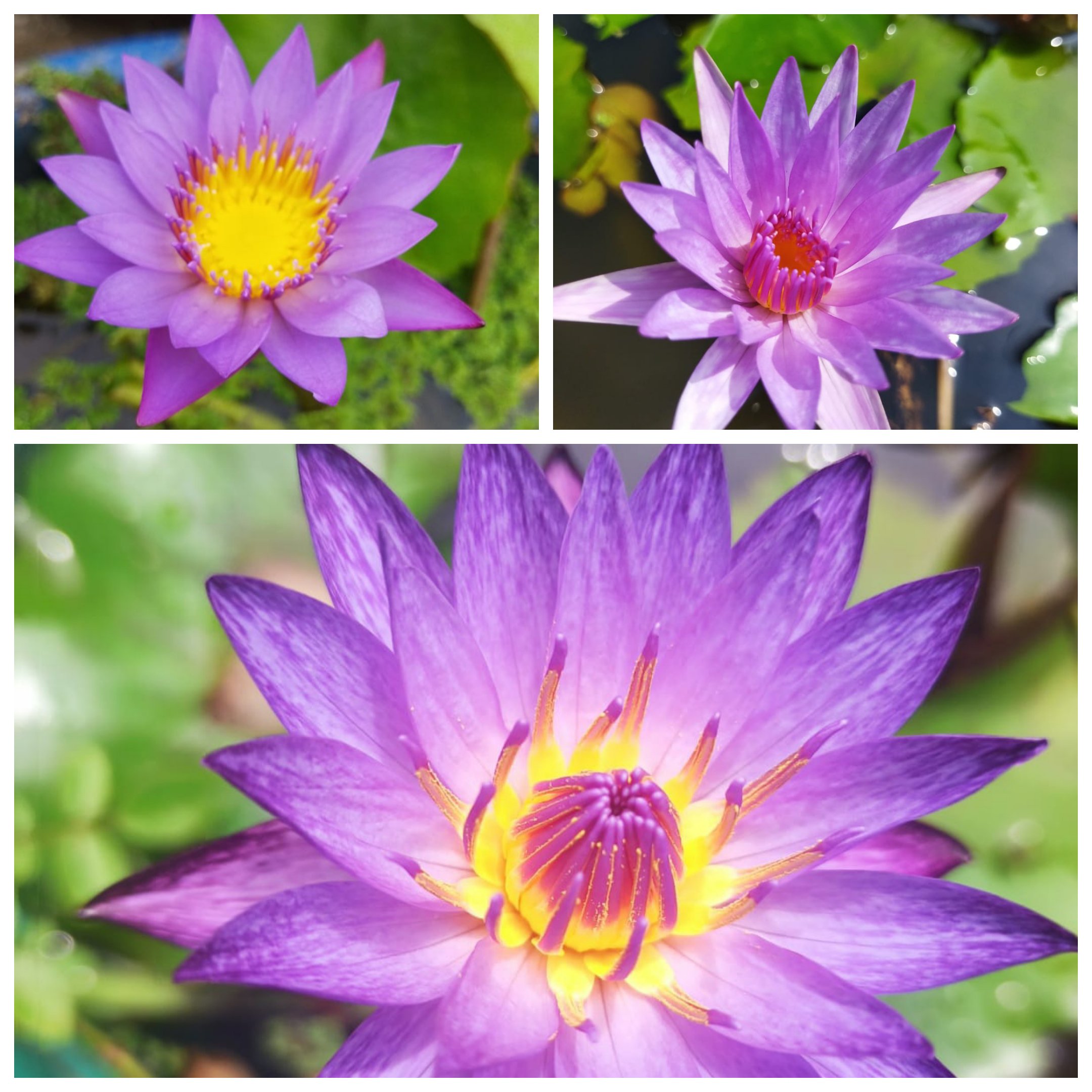 Water lily begginers combo (3 plants)