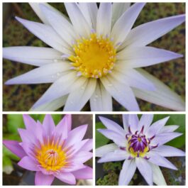 Water lily begginers combo (3 plants)