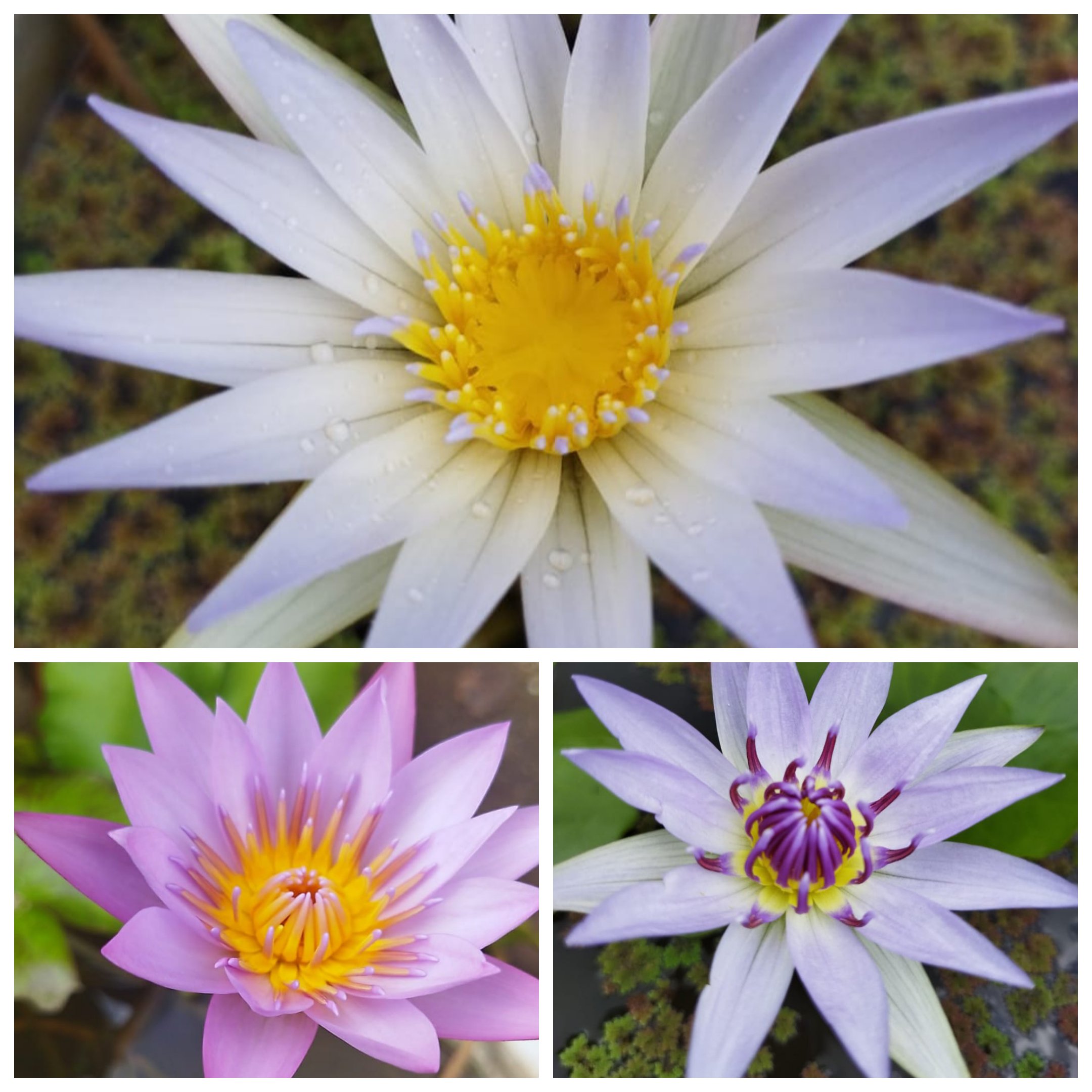 Water lily begginers combo (3 plants)