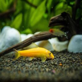 Golden algea eater ( 5 pcs)