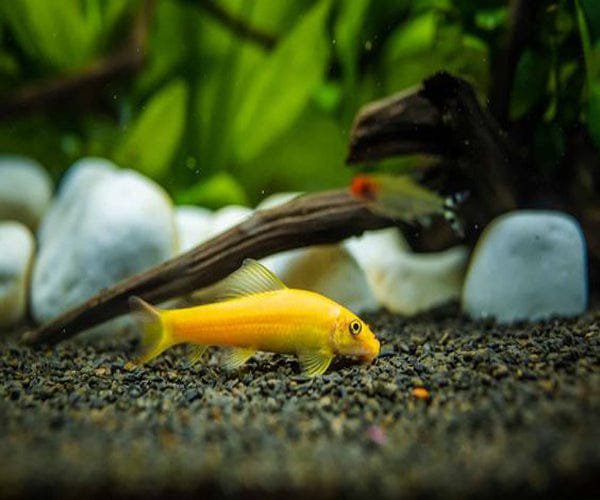 Golden algea eater ( 5 pcs)