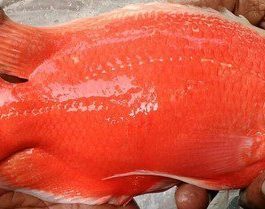 Fire Red Oscar (4 pieces)