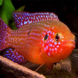 Jewel cichlid Red (4 pcs)