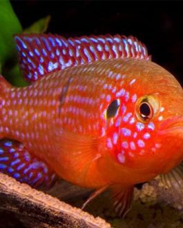Jewel cichlid Red (4 pcs)