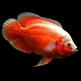 Fire Red Oscar (4 pieces)