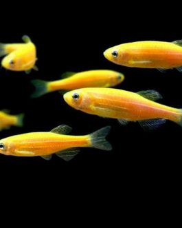 Yellow zebra (5 pcs)