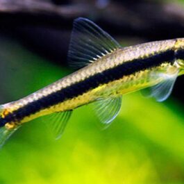 Siamese Algea Eater (5 pcs)