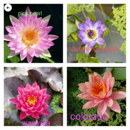 Waterlily 4 plants Combo