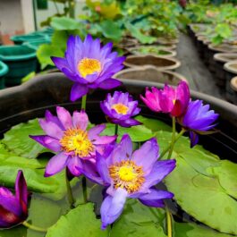 Colour Changing Waterlily (Tuber)