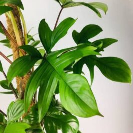 Philodendron Pedatum