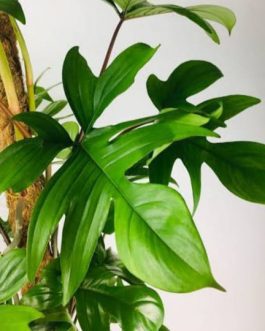 Philodendron Pedatum