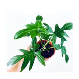 Philodendron Pedatum