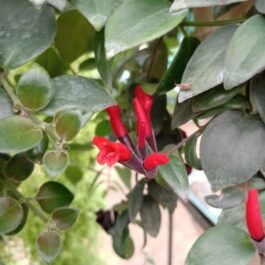 Hanging Red lipstick Plant / Red Lipstick (Single Plant)