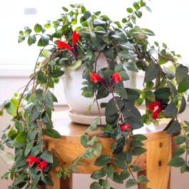 Hanging Red lipstick Plant / Red Lipstick (Single Plant)