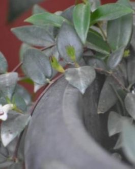 White Lipstick Plant / Lipstick Plant