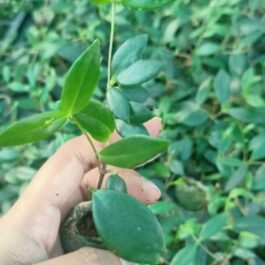 White Lipstick Plant / Lipstick Plant