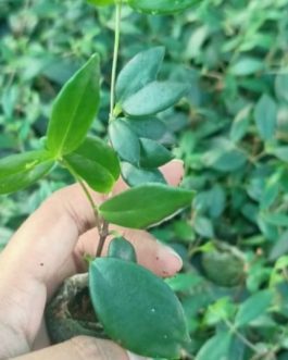 White Lipstick Plant / Lipstick Plant