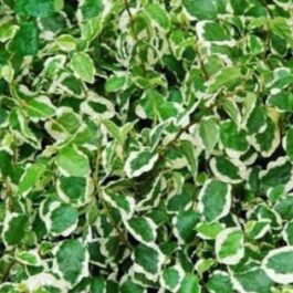Ficus Pumila Variegata / Variegated Creeping Fig ( Jiffy Bag)
