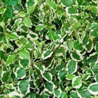 Ficus Pumila Variegata / Variegated Creeping Fig ( Jiffy Bag) - Image 2