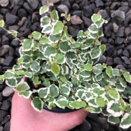 Ficus Pumila Variegata / Variegated Creeping Fig ( Jiffy Bag)