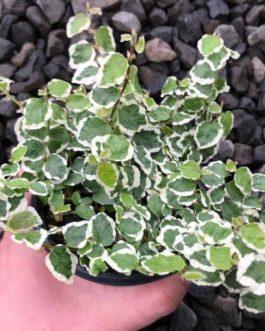 Ficus Pumila Variegata / Variegated Creeping Fig ( Jiffy Bag)
